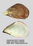 Aulacomya atra (f) crenata